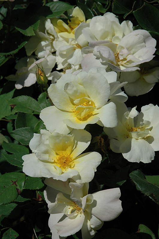 Sunny Knock Out Rose (Rosa 'Radsunny') at Hoffmann Hillermann Nursery & Florist