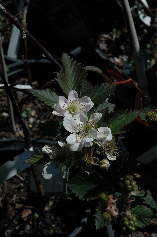 Navaho Thornless Blackberry (Rubus 'Navaho') at Hoffmann Hillermann Nursery & Florist