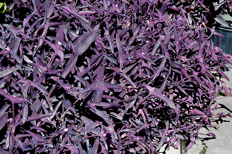 Purple Queen (Setcreasea pallida 'Purple Queen') at Hoffmann Hillermann Nursery & Florist