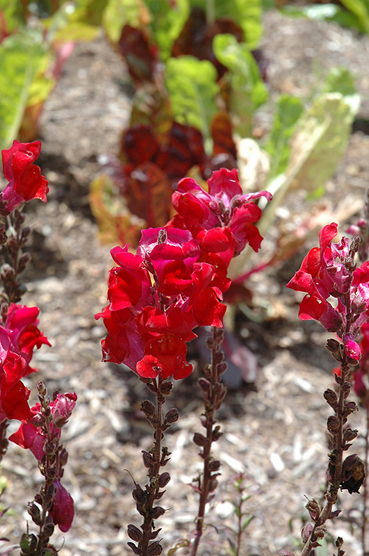Aromas Red Spice Snapdragon (Antirrhinum majus 'Aromas Red Spice') at Hoffmann Hillermann Nursery & Florist