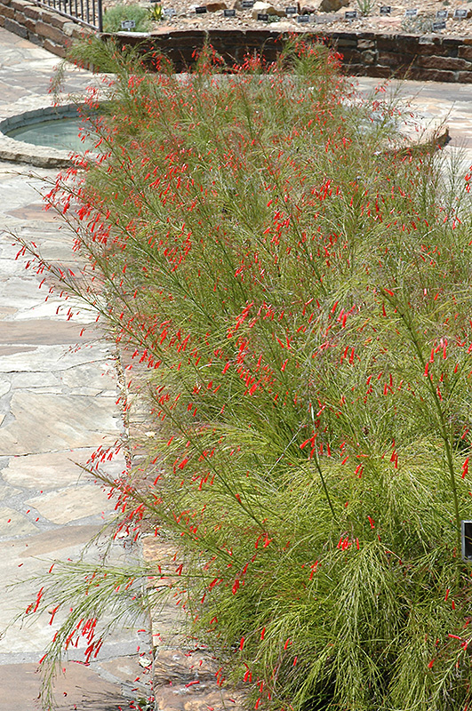 Firecracker Plant (Russelia equisetiformis) at Hoffmann Hillermann Nursery & Florist