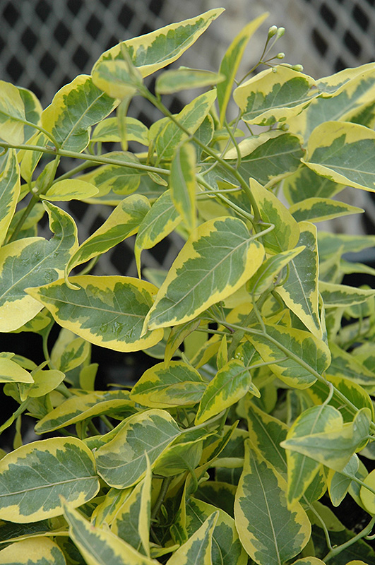 Variegated Potato Vine (Solanum jasminoides 'Aurea') at Hoffmann Hillermann Nursery & Florist