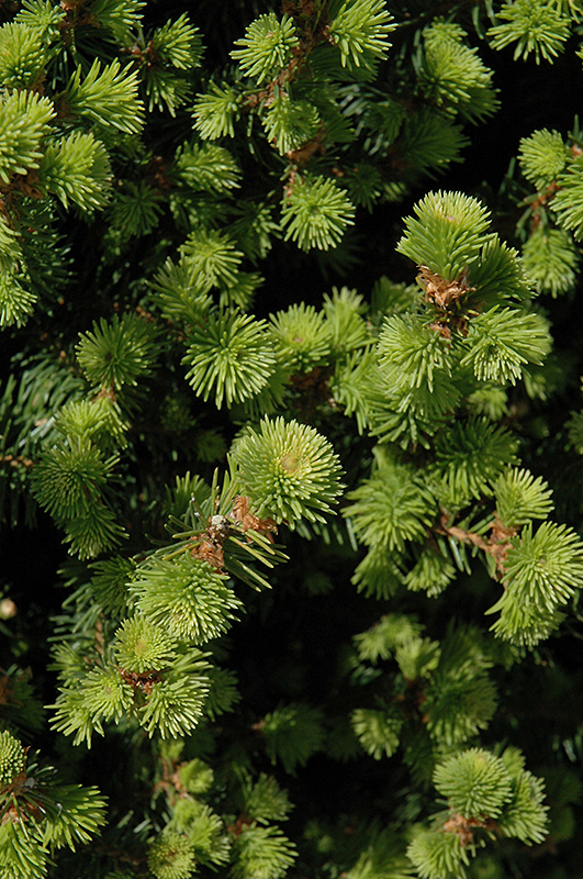 Sherwood Compact Norway Spruce (Picea abies 'Sherwood Compact') at Hoffmann Hillermann Nursery & Florist