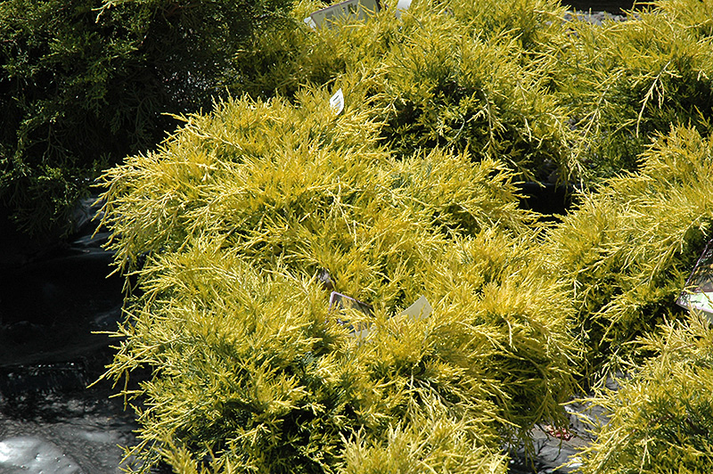Sea Of Gold Juniper (Juniperus x media 'Sea Of Gold') at Hoffmann Hillermann Nursery & Florist