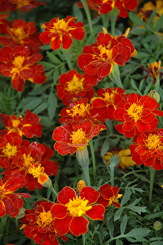 Safari Red Marigold (Tagetes patula 'Safari Red') at Hoffmann Hillermann Nursery & Florist