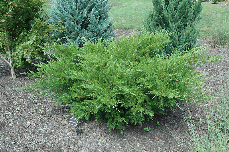 Sea Green Juniper (Juniperus chinensis 'Sea Green') at Hoffmann Hillermann Nursery & Florist
