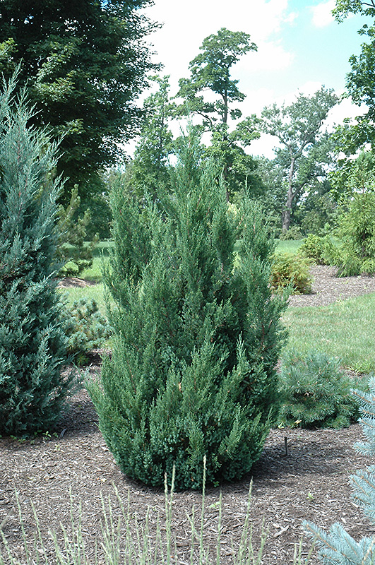 Blue Point Juniper (Juniperus chinensis 'Blue Point') at Hoffmann Hillermann Nursery & Florist