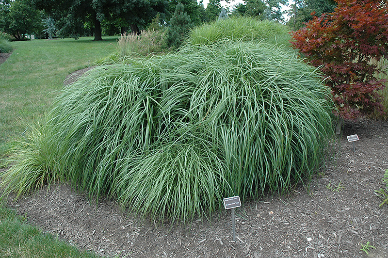 Adagio Maiden Grass (Miscanthus sinensis 'Adagio') at Hoffmann Hillermann Nursery & Florist