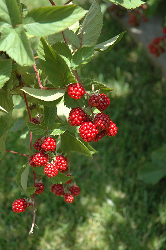 Heritage Raspberry (Rubus 'Heritage') at Hoffmann Hillermann Nursery & Florist