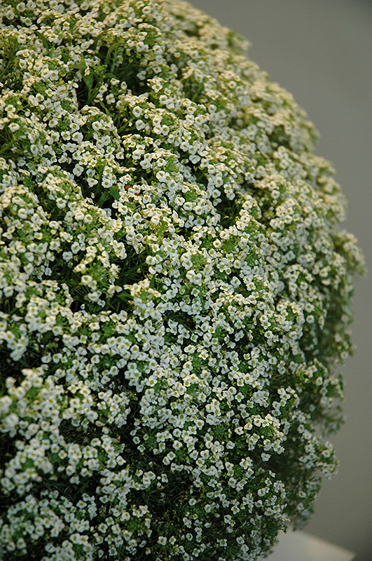 White Knight Alyssum (Lobularia maritima 'White Knight') at Hoffmann Hillermann Nursery & Florist