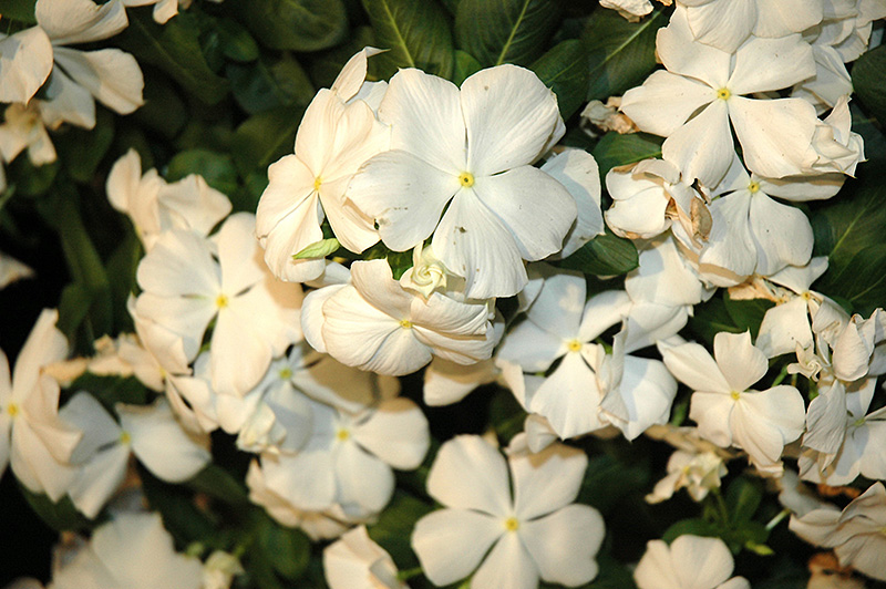 Cora White Vinca (Catharanthus roseus 'Cora White') at Hoffmann Hillermann Nursery & Florist