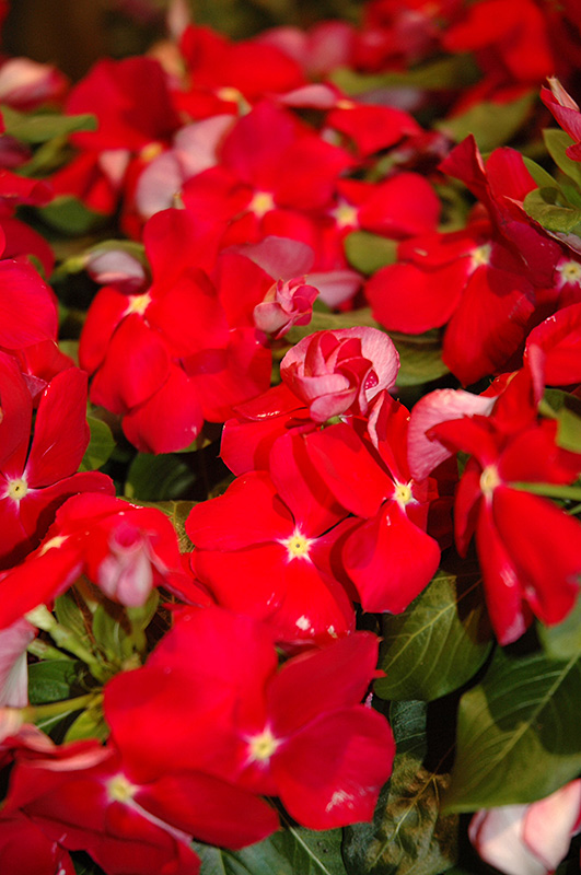 Cora Red Vinca (Catharanthus roseus 'Cora Red') at Hoffmann Hillermann Nursery & Florist