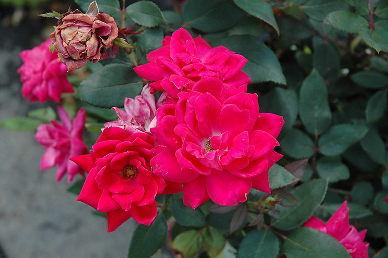 Knock Out Double Red Rose (Rosa 'Radtko') at Hoffmann Hillermann Nursery & Florist