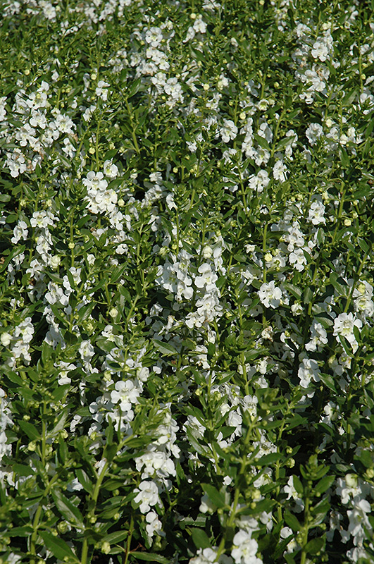 Angelface White Angelonia (Angelonia angustifolia 'Anwhitim') at Hoffmann Hillermann Nursery & Florist