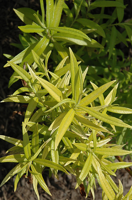 Golden Sunshine Willow (Salix sachalinensis 'Golden Sunshine') at Hoffmann Hillermann Nursery & Florist