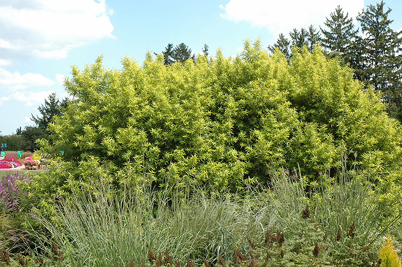 Golden Sunshine Willow (Salix sachalinensis 'Golden Sunshine') at Hoffmann Hillermann Nursery & Florist