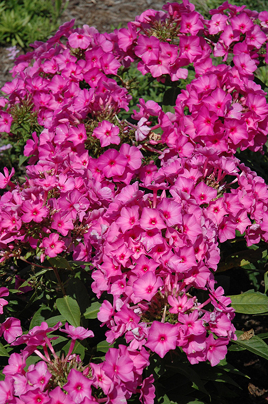 Flame Pink Garden Phlox (Phlox paniculata 'Flame Pink') at Hoffmann Hillermann Nursery & Florist