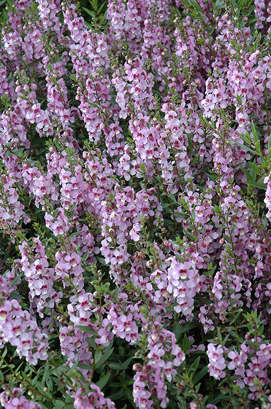 Serenita Lavender Angelonia (Angelonia angustifolia 'PAS1209524') at Hoffmann Hillermann Nursery & Florist