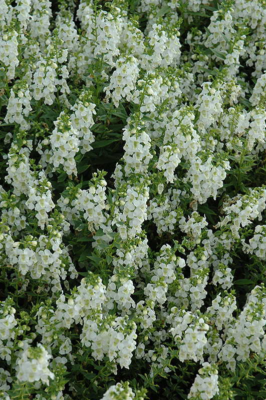 Serena White Angelonia (Angelonia angustifolia 'PAS1209522') at Hoffmann Hillermann Nursery & Florist