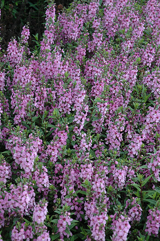 Serenita Lavender Pink Angelonia (Angelonia angustifolia 'Serenita Lavender Pink') at Hoffmann Hillermann Nursery & Florist