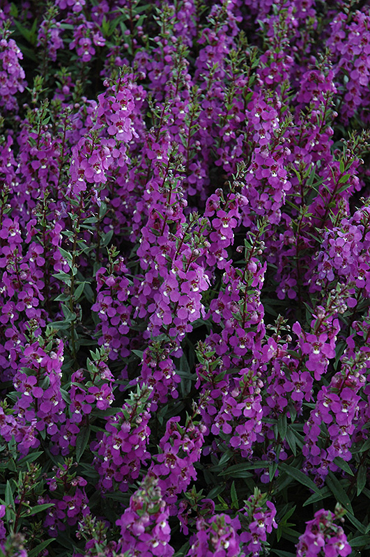 Serena Purple Angelonia (Angelonia angustifolia 'PAS1180781') at Hoffmann Hillermann Nursery & Florist