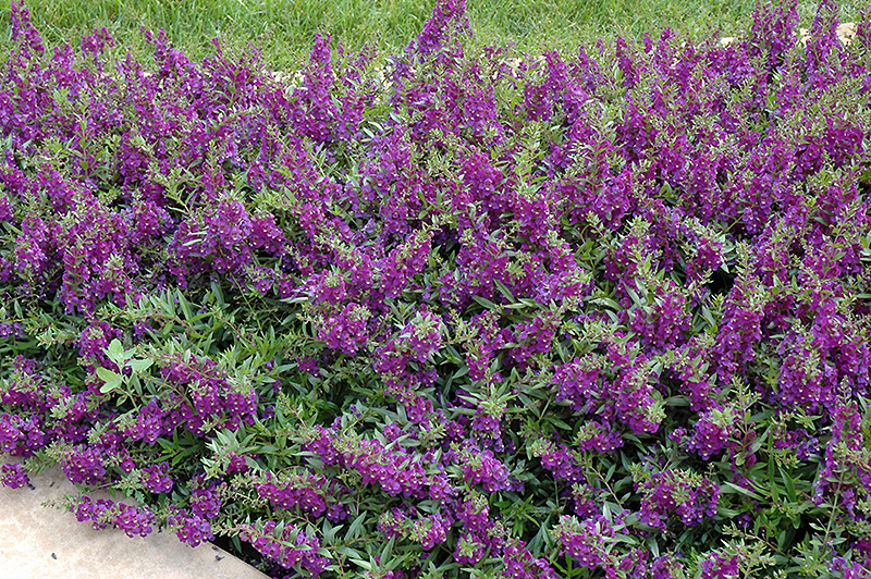 AngelMist Spreading Dark Purple Angelonia (Angelonia angustifolia 'Balangsparpi') at Hoffmann Hillermann Nursery & Florist
