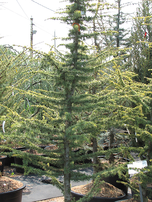 Golden Atlas Cedar (Cedrus atlantica 'Aurea') at Hoffmann Hillermann Nursery & Florist