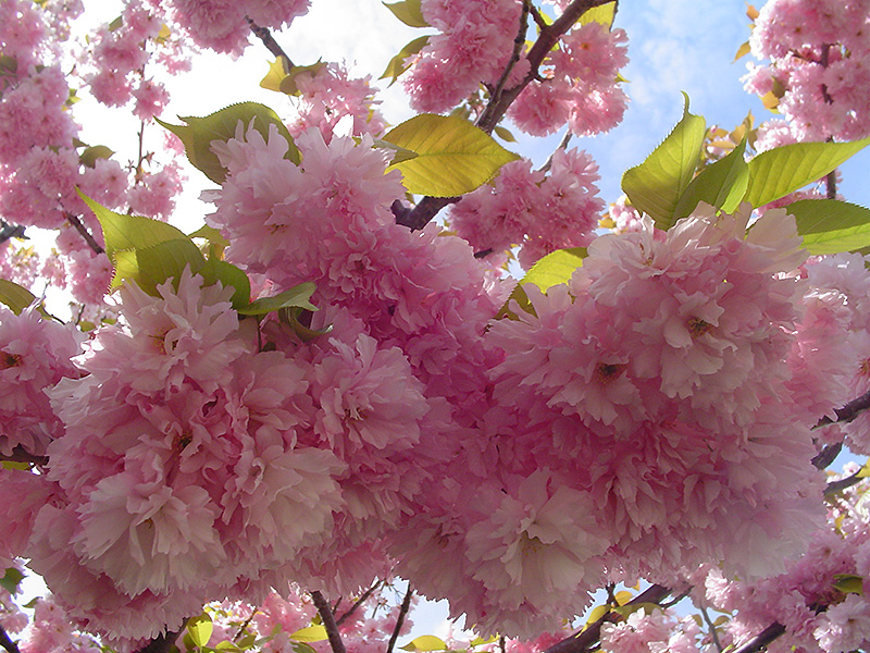 Kwanzan Flowering Cherry (Prunus serrulata 'Kwanzan') at Hoffmann Hillermann Nursery & Florist