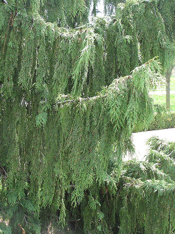 Nootka Cypress (Chamaecyparis nootkatensis) at Hoffmann Hillermann Nursery & Florist