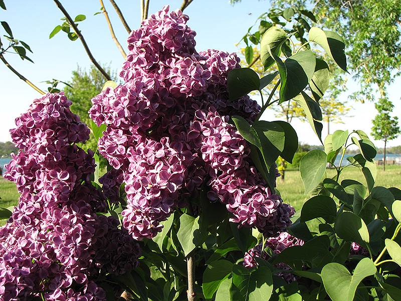 Monge Lilac (Syringa vulgaris 'Monge') at Hoffmann Hillermann Nursery & Florist