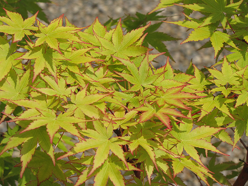 Coral Bark Japanese Maple (Acer palmatum 'Sango Kaku') at Hoffmann Hillermann Nursery & Florist