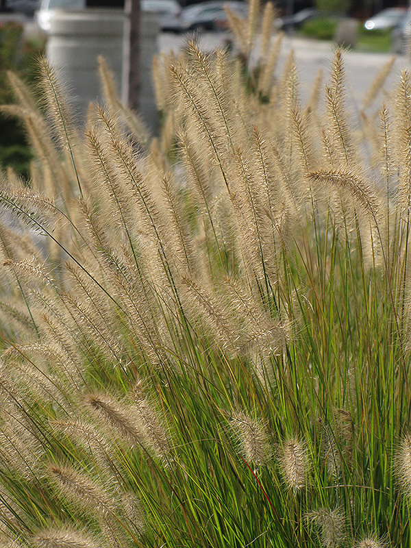 Hameln Dwarf Fountain Grass (Pennisetum alopecuroides 'Hameln') at Hoffmann Hillermann Nursery & Florist