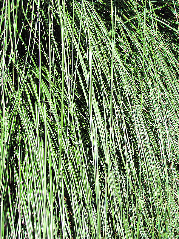 Yaku Jima Dwarf Maiden Grass (Miscanthus sinensis 'Yaku Jima') at Hoffmann Hillermann Nursery & Florist