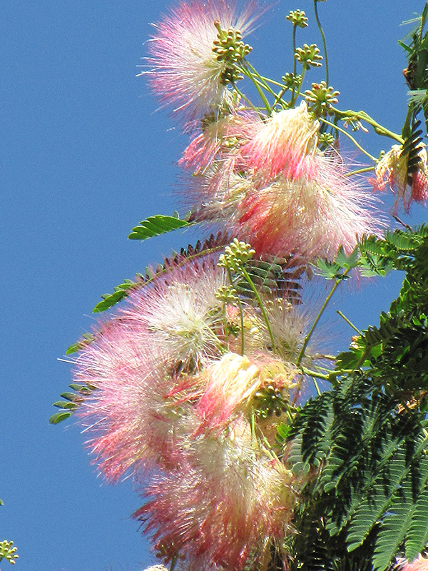 Mimosa (Albizia julibrissin) at Hoffmann Hillermann Nursery & Florist