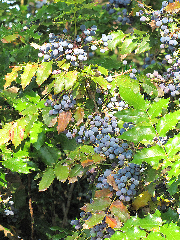Oregon Grape (Mahonia aquifolium) at Hoffmann Hillermann Nursery & Florist