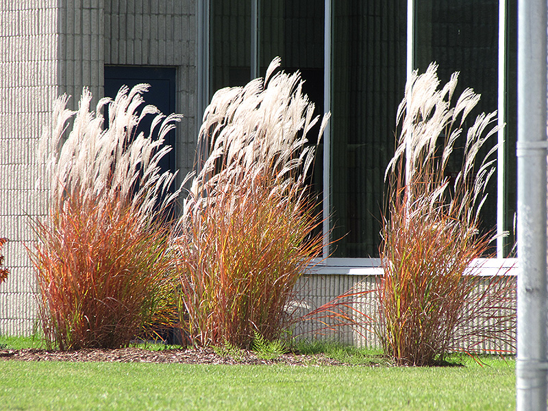 Flame Grass (Miscanthus sinensis 'Purpurascens') at Hoffmann Hillermann Nursery & Florist