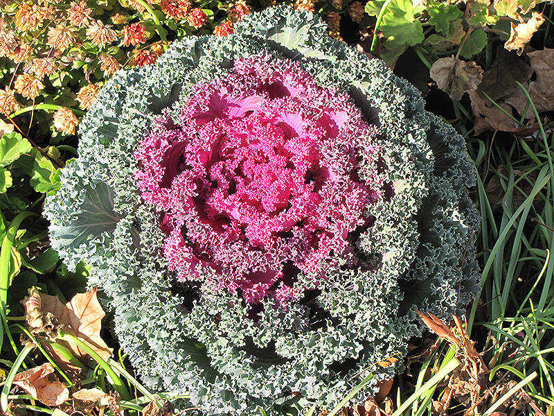 Purple Ruffles Kale (Brassica oleracea var. acephala 'Purple Ruffles') at Hoffmann Hillermann Nursery & Florist