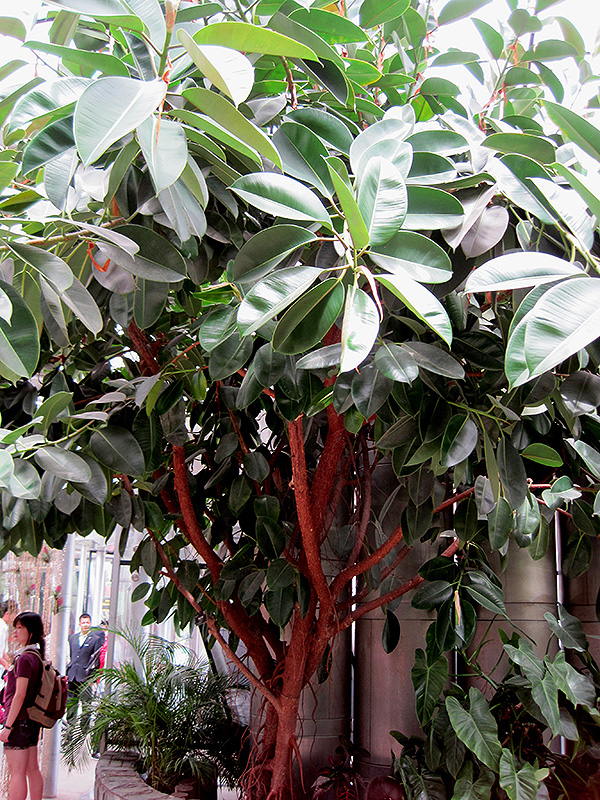 Rubber Tree (Ficus elastica) at Hoffmann Hillermann Nursery & Florist