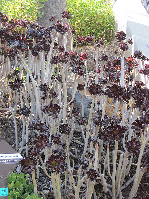 Purple Aeonium (Aeonium arboreum 'var. atropurpureum') at Hoffmann Hillermann Nursery & Florist