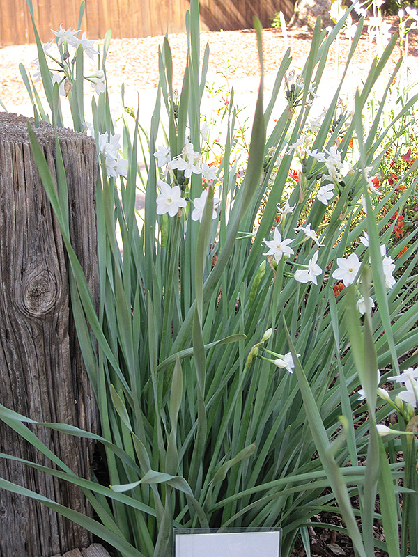Paperwhites (Narcissus papyraceus) at Hoffmann Hillermann Nursery & Florist