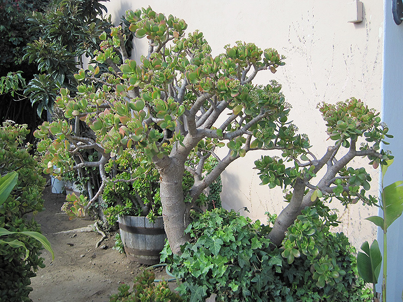 Jade Plant (Crassula ovata) at Hoffmann Hillermann Nursery & Florist