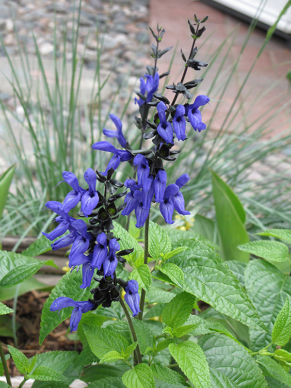Black And Blue Anise Sage (Salvia guaranitica 'Black And Blue') at Hoffmann Hillermann Nursery & Florist