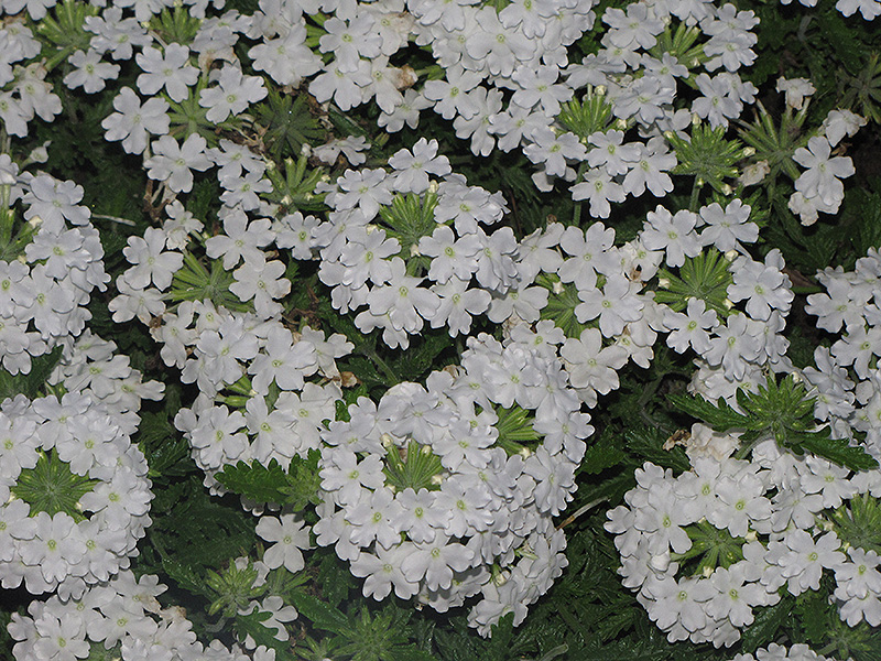 Superbena Bushy White Verbena (Verbena 'Superbena Bushy White') at Hoffmann Hillermann Nursery & Florist