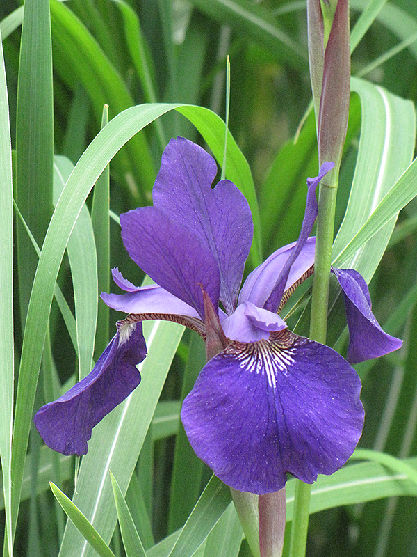 Caesar's Brother Siberian Iris (Iris sibirica 'Caesar's Brother') at Hoffmann Hillermann Nursery & Florist