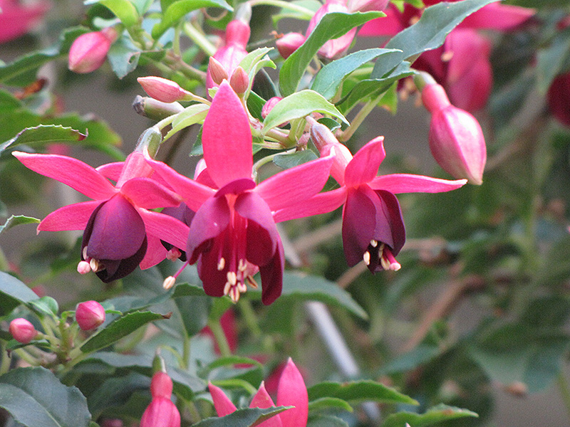 A Bit Of Red Fuchsia (Fuchsia 'A Bit Of Red') in Washington Union ...