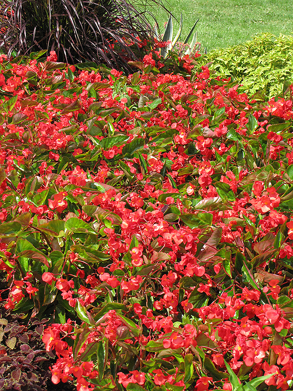 Dragon Wing Red Begonia (Begonia 'Dragon Wing Red') at Hoffmann Hillermann Nursery & Florist