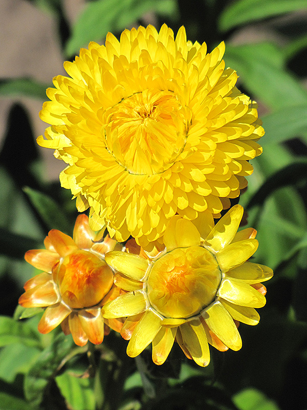 Dreamtime Jumbo Yellow Strawflower (Bracteantha bracteata 'OHB003790') at Hoffmann Hillermann Nursery & Florist