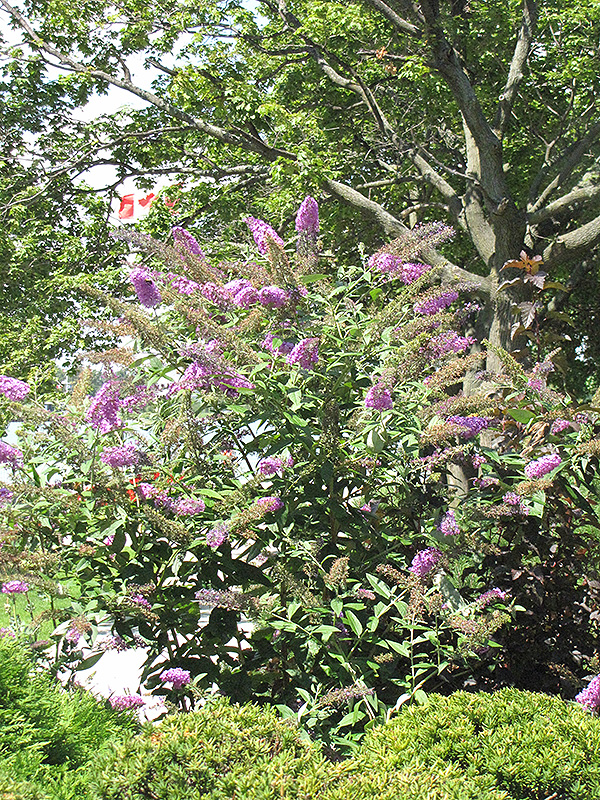 Pink Delight Butterfly Bush (Buddleia davidii 'Pink Delight') at Hoffmann Hillermann Nursery & Florist