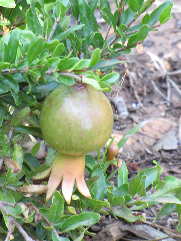 Dwarf Pomegranate (Punica granatum 'Nana') at Hoffmann Hillermann Nursery & Florist