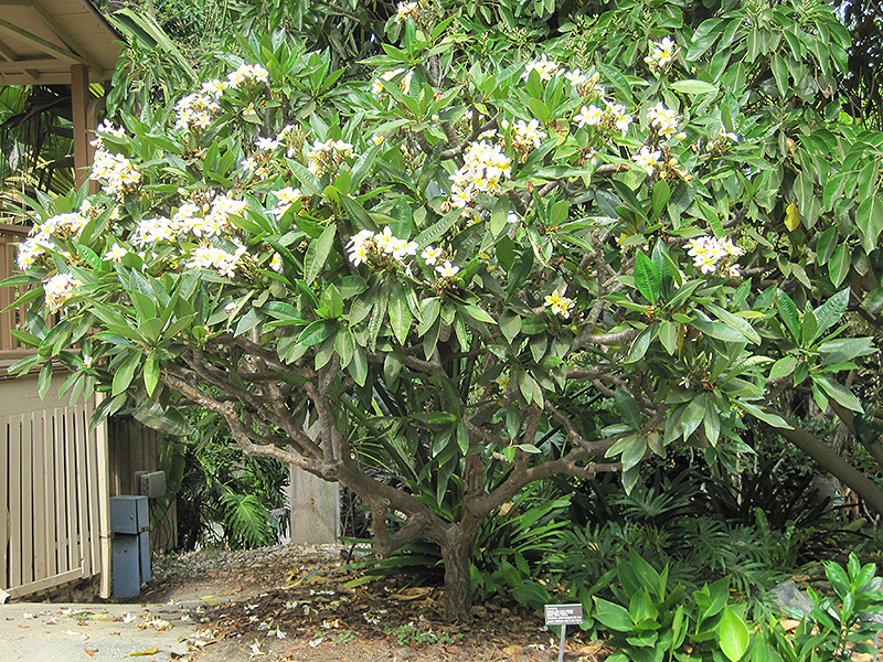 Common Frangipani (Plumeria rubra var. acutifolia) at Hoffmann Hillermann Nursery & Florist